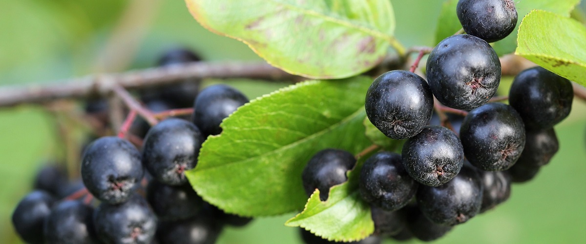 aronia-nero